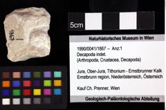 Foto (Objket + Etiketten) von Cyclothyreus sp. 